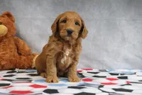 Candy, a female Miniature Goldendoodle for sale in Baltic, OH – Photo 4 of 4