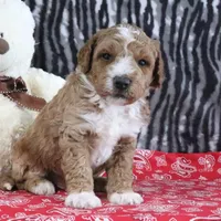 Max, a male Goldendoodle for sale in Baltic, OH – Photo 2 of 5