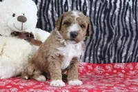 Max, a male Goldendoodle for sale in Baltic, OH – Photo 2 of 5