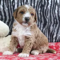 Max, a male Goldendoodle for sale in Baltic, OH – Photo 4 of 5