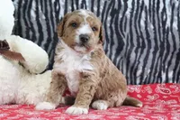 Max, a male Goldendoodle for sale in Baltic, OH – Photo 4 of 5