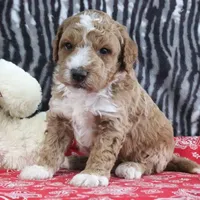 Max, a male Goldendoodle for sale in Baltic, OH – Photo 3 of 5