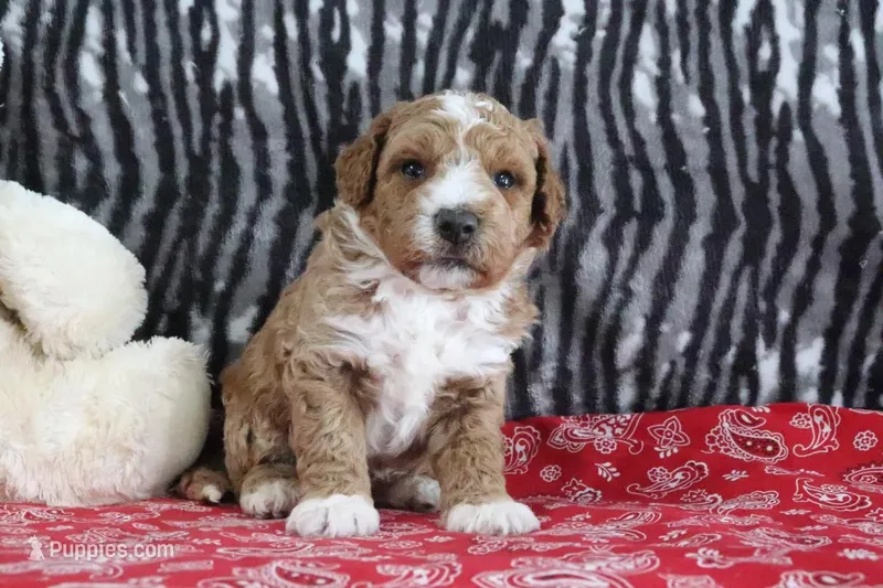 Max, a male Goldendoodle for sale in Baltic, OH – Photo 1 of 5
