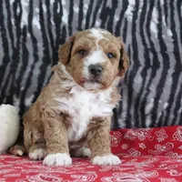 Max, a male Goldendoodle for sale in Baltic, OH – Photo 1 of 5