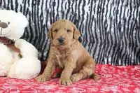 Mason, a male Goldendoodle for sale in Baltic, OH – Photo 3 of 4