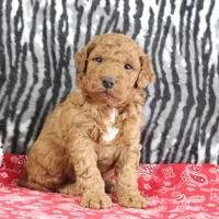 Murphy, a male Goldendoodle for sale in Baltic, OH – Photo 4 of 4