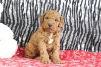 Murphy, a male Goldendoodle for sale in Baltic, OH – Photo 4 of 4