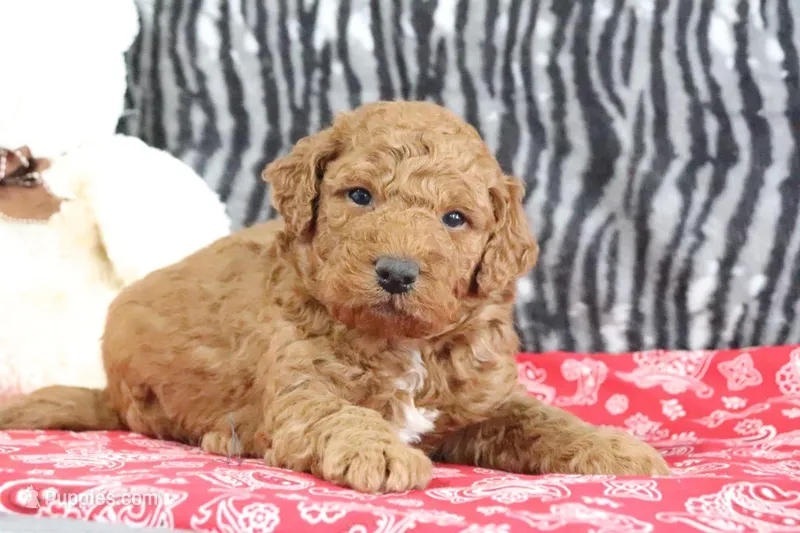 Murphy, a male Goldendoodle for sale in Baltic, OH – Photo 1 of 4