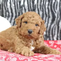 Murphy, a male Goldendoodle for sale in Baltic, OH – Photo 1 of 4