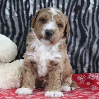 Max, a male Goldendoodle for sale in Baltic, OH – Photo 5 of 5