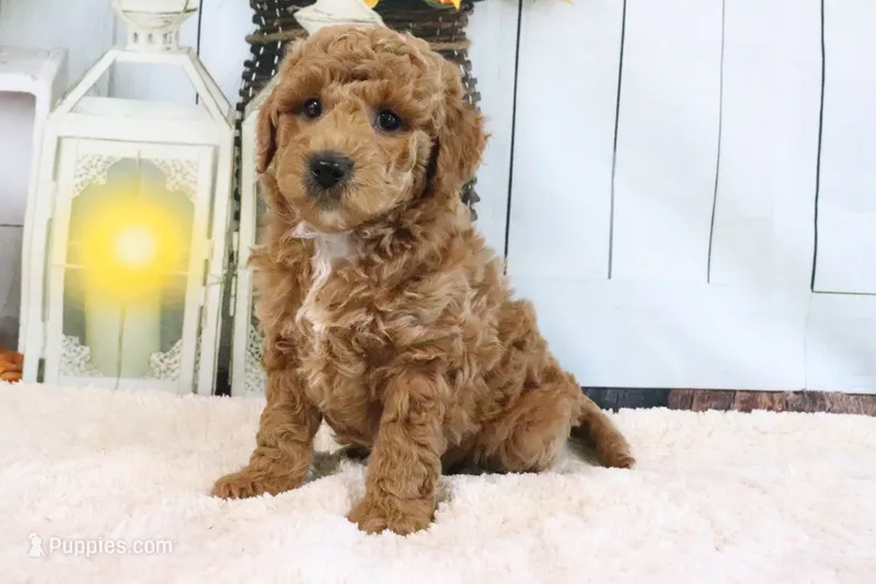 Frank – Miniature Goldendoodle puppy for sale in Baltic, OH