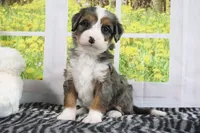 Rowen, a male Miniature Bernedoodle for sale in Baltic, OH – 3 of 4