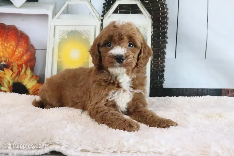 Lyndon – Miniature Goldendoodle puppy for sale in Baltic, OH