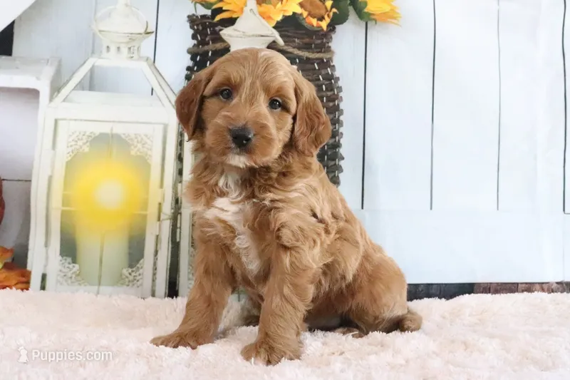 Butler – Miniature Goldendoodle puppy for sale in Baltic, OH