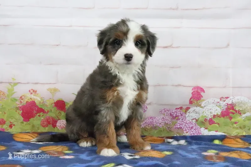 Lacey – Miniature Bernedoodle puppy for sale in Baltic, OH