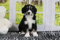 Reese, a male Miniature Bernedoodle for sale in Baltic, OH – 2 of 4