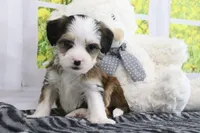 Ryker, a male Miniature Bernedoodle for sale in Baltic, OH – 2 of 5
