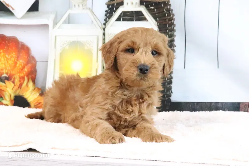 Klay, a male Miniature Goldendoodle for sale in Baltic, OH – 1 of 4