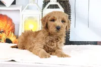 Klay, a male Miniature Goldendoodle for sale in Baltic, OH – 1 of 4