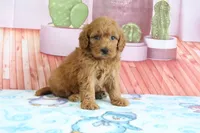 Penny, a female Miniature Goldendoodle for sale in Baltic, OH – 2 of 5