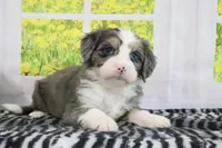 Rose, a female Miniature Bernedoodle for sale in Baltic, OH – 3 of 4