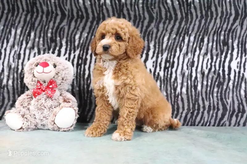 Angel – Miniature Goldendoodle puppy for sale in Baltic, OH