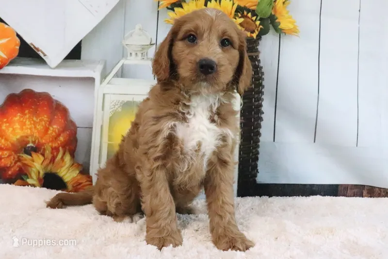 Kodiak – Miniature Goldendoodle puppy for sale in Baltic, OH