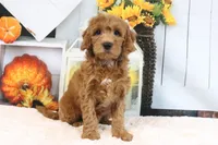 Leo, a male Miniature Goldendoodle for sale in Baltic, OH – 3 of 5