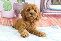 Kona, a female Miniature Goldendoodle for sale in Baltic, OH – 3 of 4