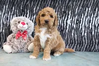 Clinton, a male Miniature Goldendoodle for sale in Baltic, OH – 4 of 4