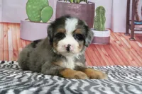 Sarge, a male Miniature Bernedoodle for sale in Baltic, OH – 4 of 4