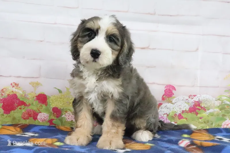 Lola – Miniature Bernedoodle puppy for sale in Baltic, OH