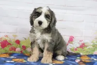 Lola, a female Miniature Bernedoodle for sale in Baltic, OH – 1 of 4