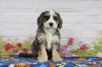 Lola, a female Miniature Bernedoodle for sale in Baltic, OH – 3 of 4