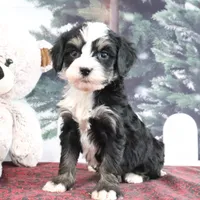 Trisha, a female Bernedoodle for sale in Baltic, OH – Photo 2 of 4