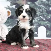 Trisha, a female Bernedoodle for sale in Baltic, OH – Photo 3 of 4