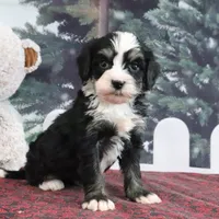 Trisha, a female Bernedoodle for sale in Baltic, OH – Photo 4 of 4