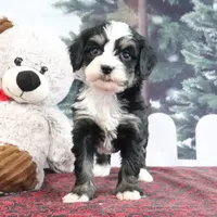Trisha, a female Bernedoodle for sale in Baltic, OH – Photo 1 of 4