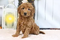 Fallon, a male Miniature Goldendoodle for sale in Baltic, OH – 2 of 4