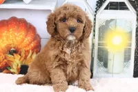 Luna, a female Miniature Goldendoodle for sale in Baltic, OH – 2 of 4