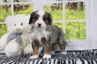 Rachael, a female Miniature Bernedoodle for sale in Baltic, OH – 3 of 4
