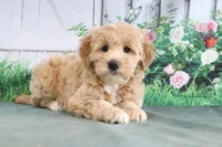 Trixie, a female Goldendoodle for sale in Baltic, OH – 4 of 4