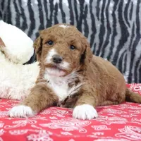 Marla, a female Goldendoodle for sale in Baltic, OH – Photo 2 of 4