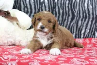 Marla, a female Goldendoodle for sale in Baltic, OH – Photo 2 of 4