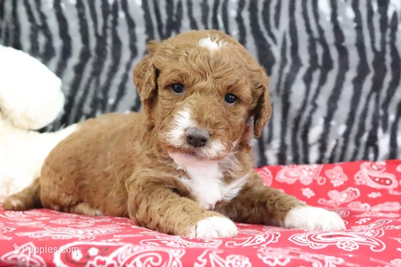 Marla, a female Goldendoodle for sale in Baltic, OH – Photo 1 of 4