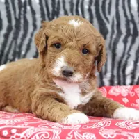 Marla, a female Goldendoodle for sale in Baltic, OH – Photo 1 of 4