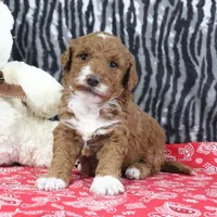 Marla, a female Goldendoodle for sale in Baltic, OH – Photo 3 of 4