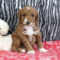 Marla, a female Goldendoodle for sale in Baltic, OH – Photo 4 of 4