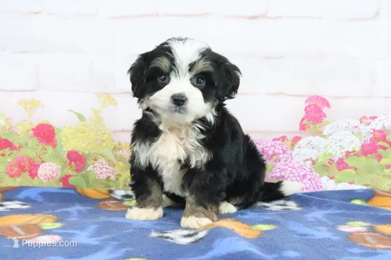 Logan – Miniature Bernedoodle puppy for sale in Baltic, OH