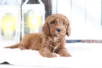 Marshall, a male Miniature Goldendoodle for sale in Baltic, OH – 4 of 4